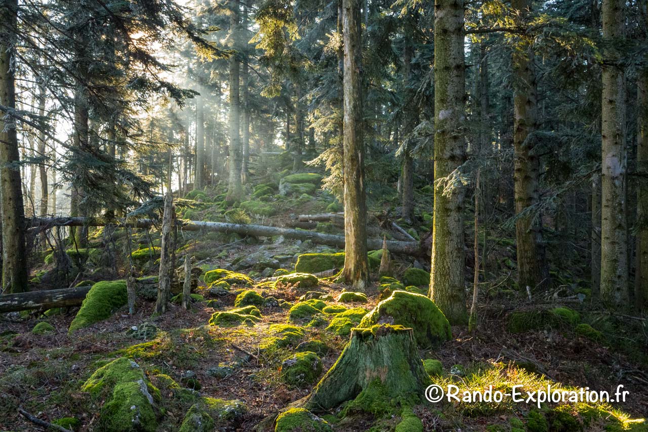 Raies de lumière dans la brume d'une forêt des Vosges
