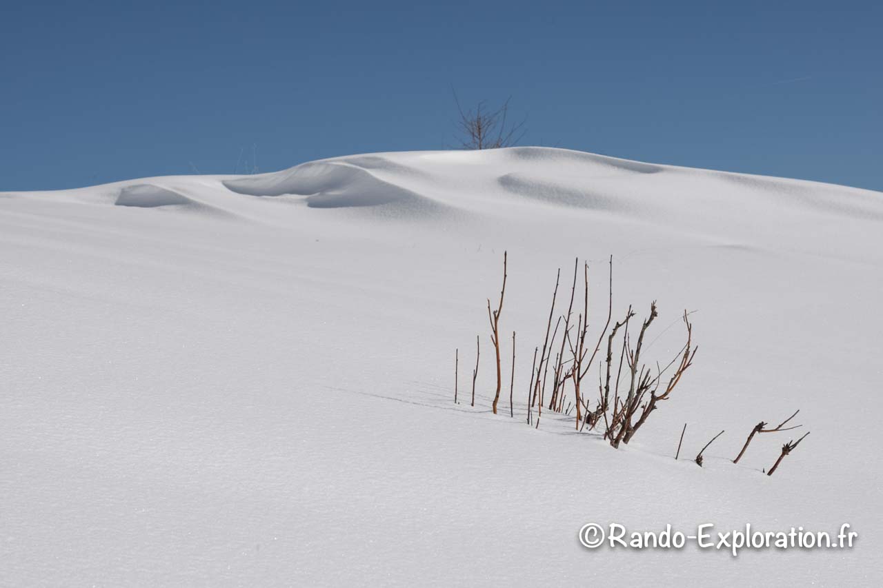 plante dépassant de la neige