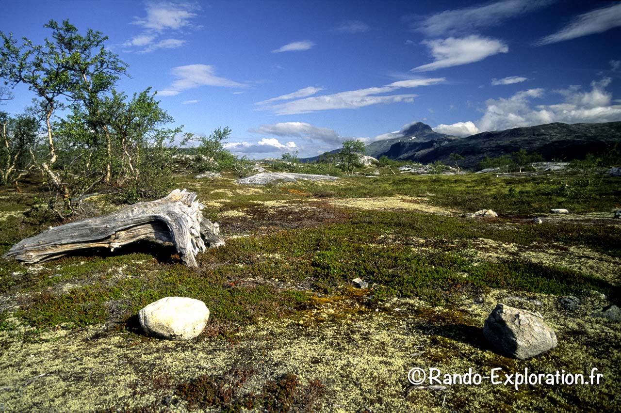 deux grosses pierres et un vieux tronc dans un paysage de toundra
