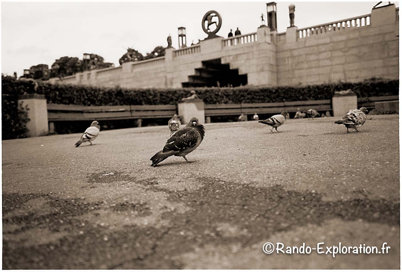 Les pigeons du parc Vigeland