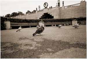 pigeon du parc Vigeland à Oslo