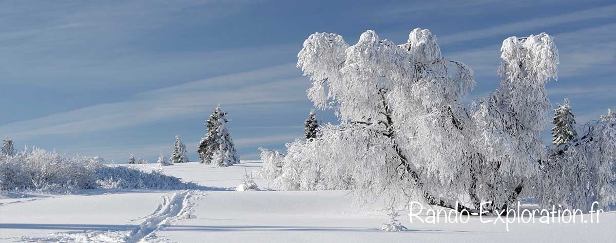 traces dans la neige à côté d'arbres givrés