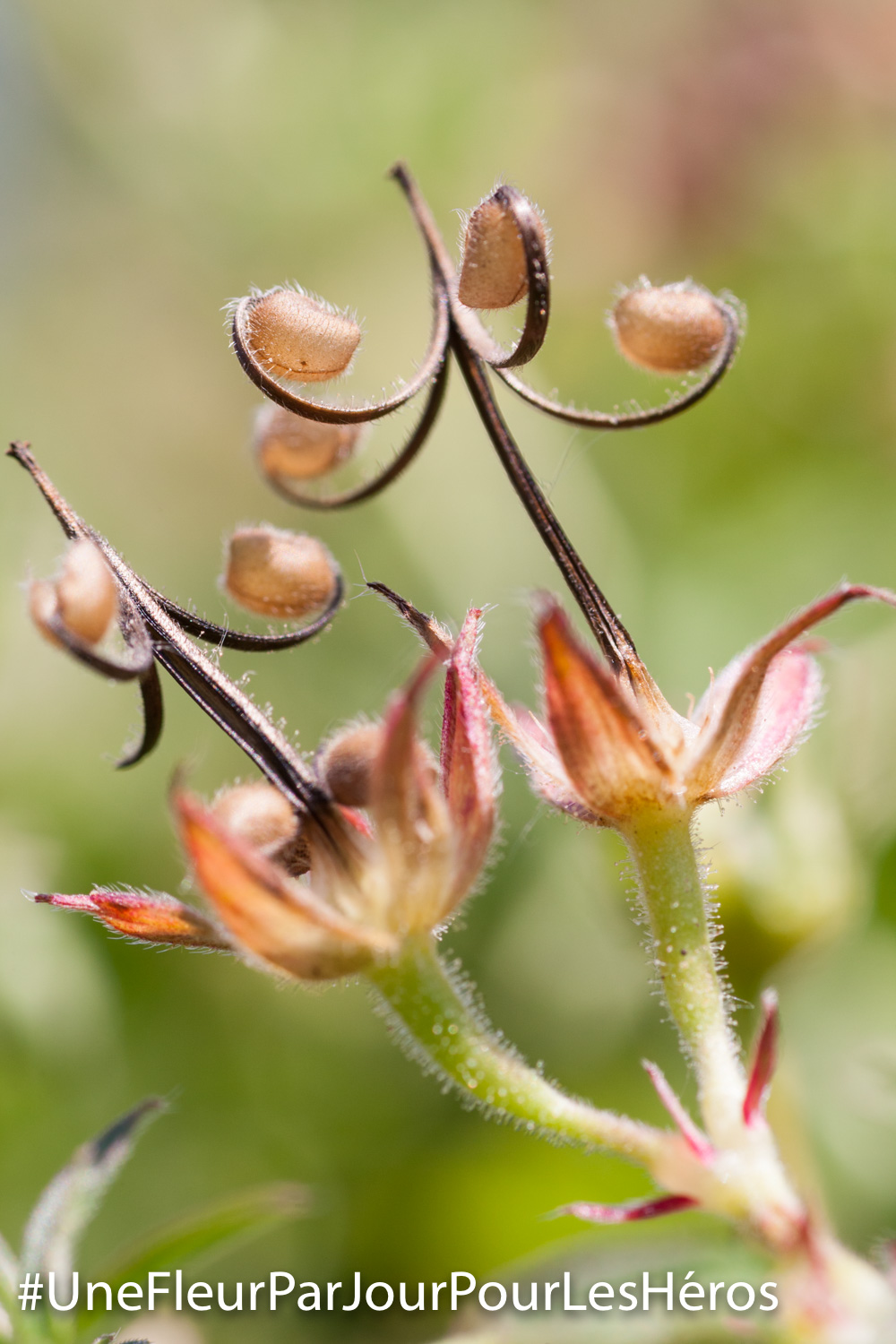 Fleur de Geranium