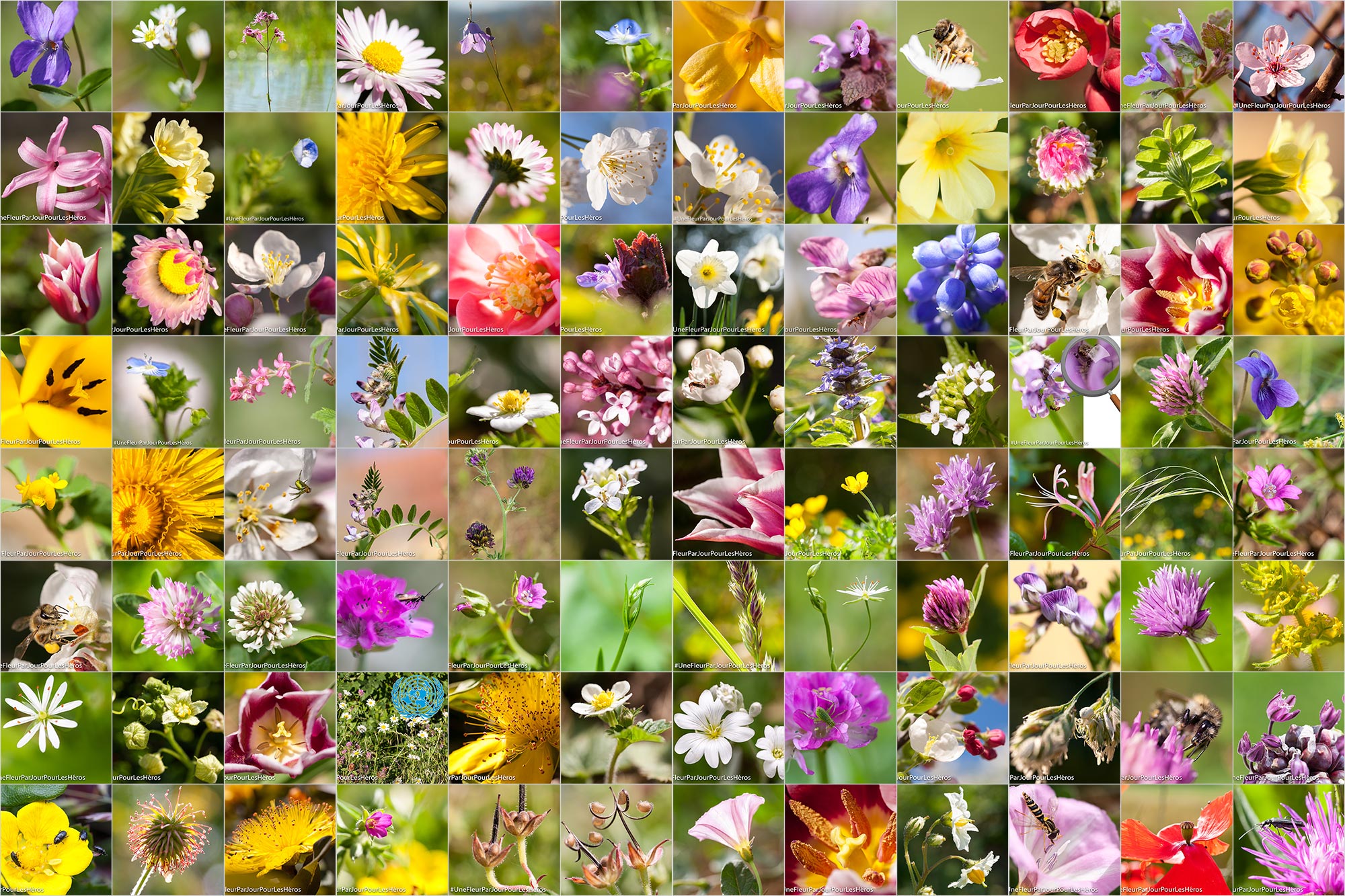 mosaïque de photos macro de fleurs