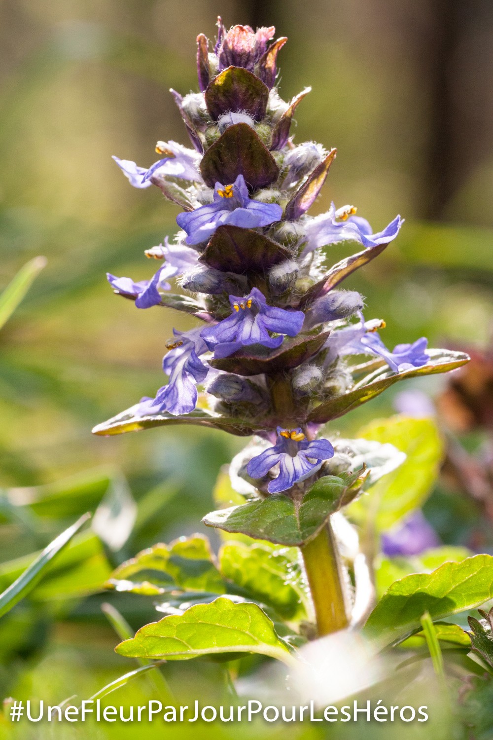 fleur de Bugle