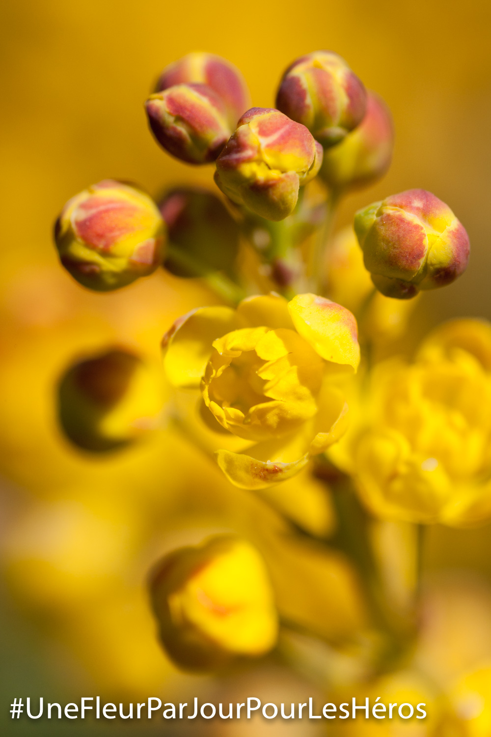 Fleur de Mahonia