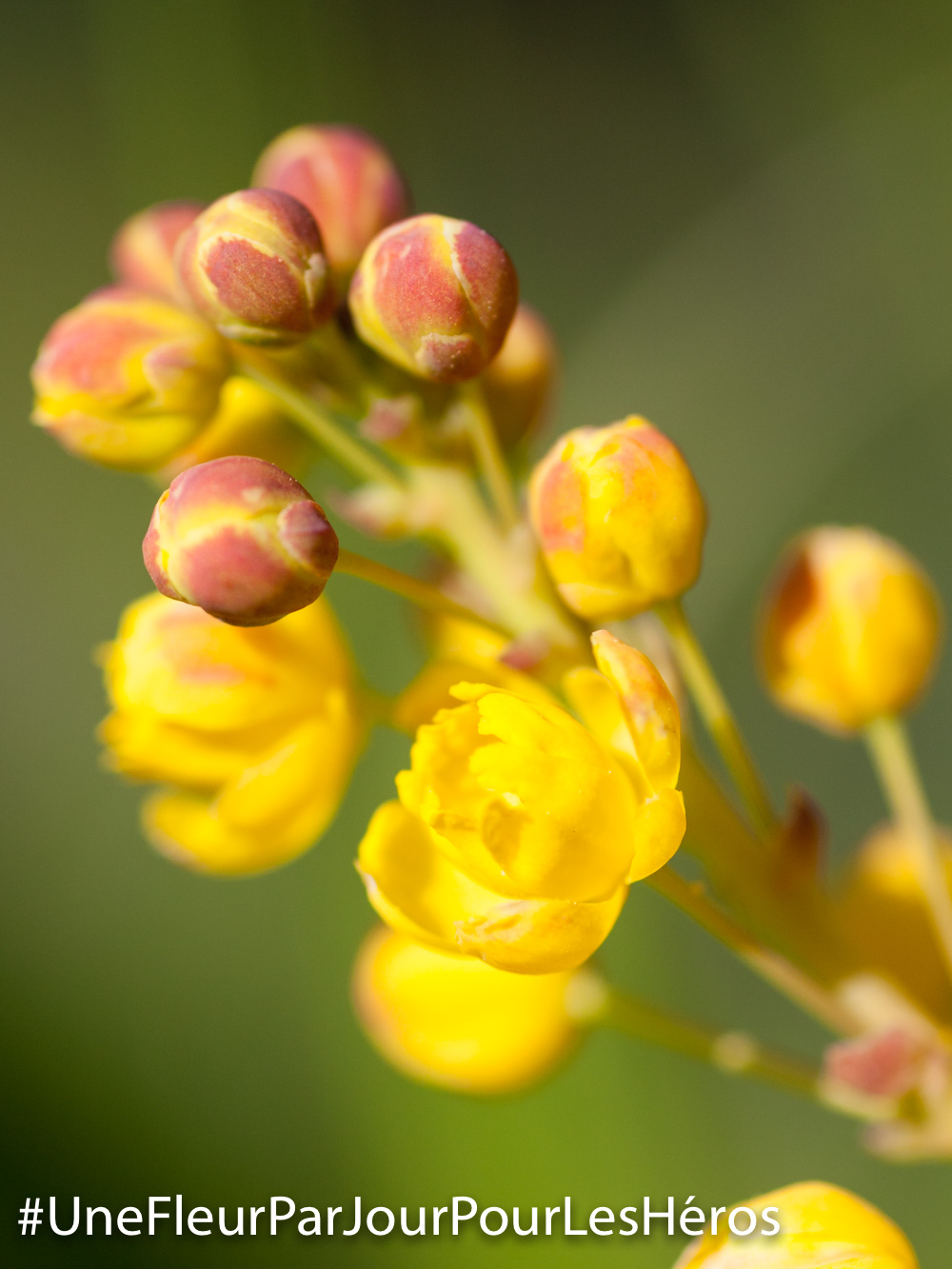 fleur de Mahonia-faux-houx