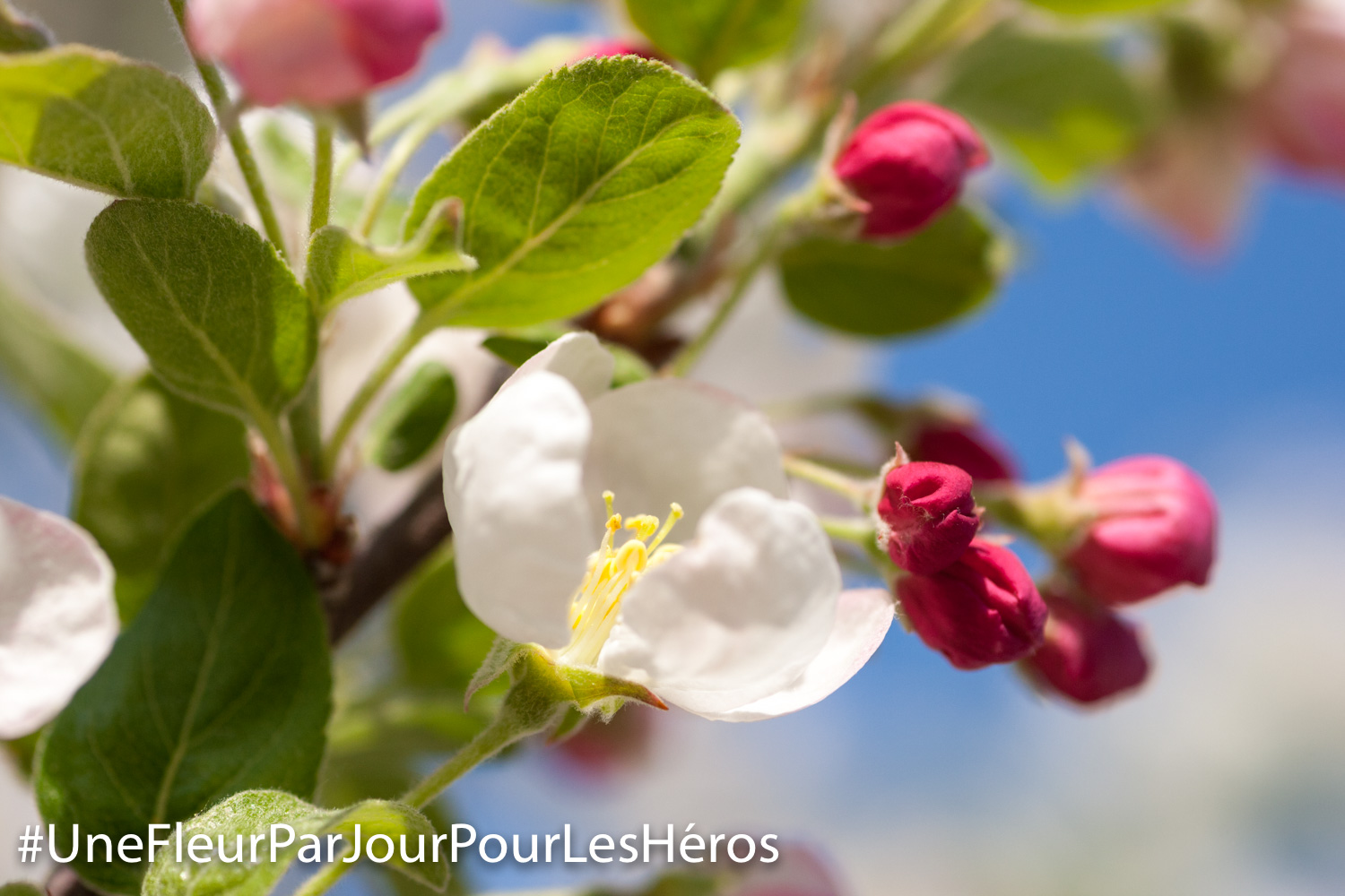 Fleur de Pommier