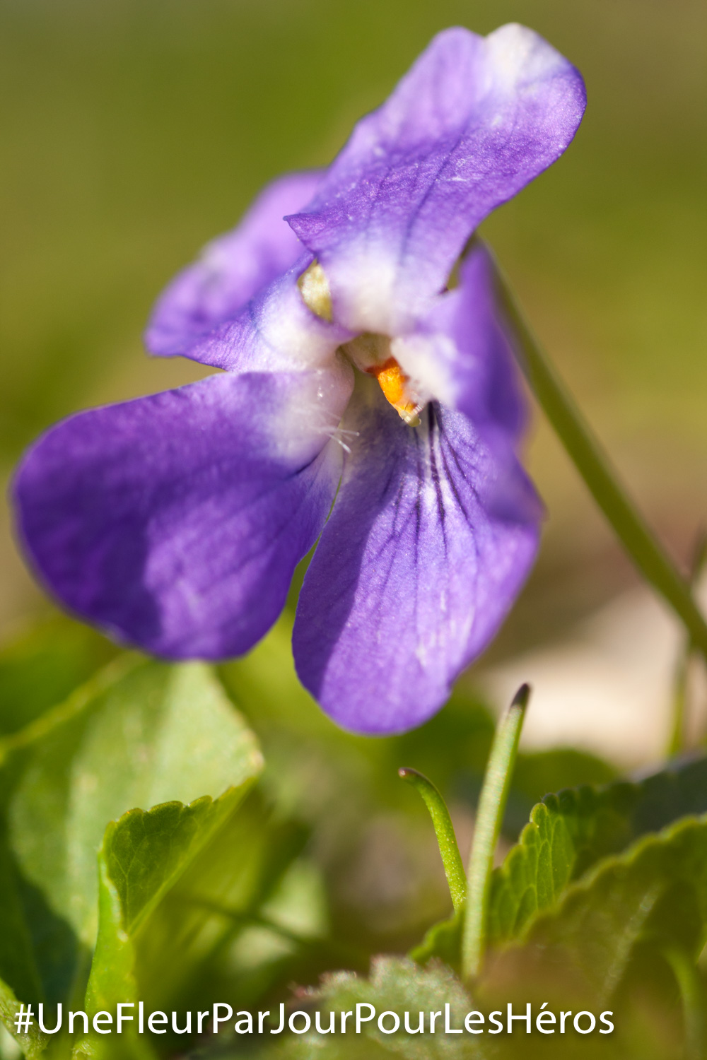 fleur de Violette
